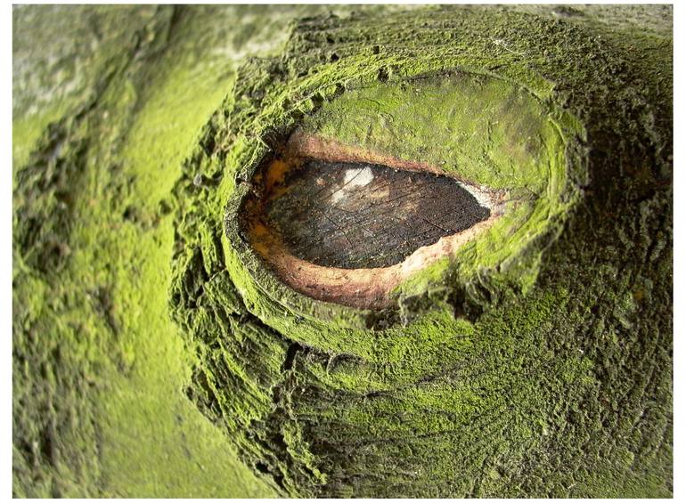Original Nature Photography by Sitki Kosemen | Abstract Art on Paper | The Eye of The Tree