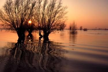 Willows at the IJssel river image