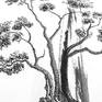 Bonsai Tree, Ink drawing (detail)