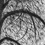 Tree in turbulence - detail
