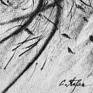 Tree in turbulence - detail