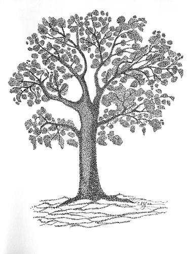 Original Tree Drawings by Cristina Stefan