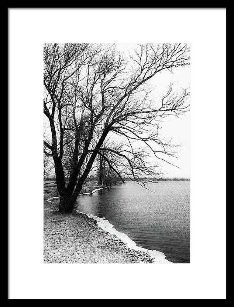 Original Expressionism Tree Photography by Cristina Stefan