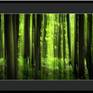 The enchanted forest - limited edition. Frame & mat not included.