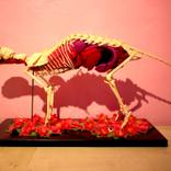 SOLD..Anatomy cat.. by kaizer modo