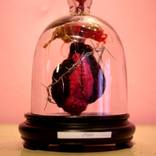 SOLD..anatomical heart n°3.. by kaizer modo