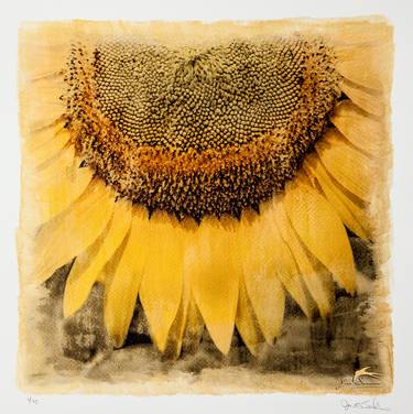 Sunflower Number 2 image