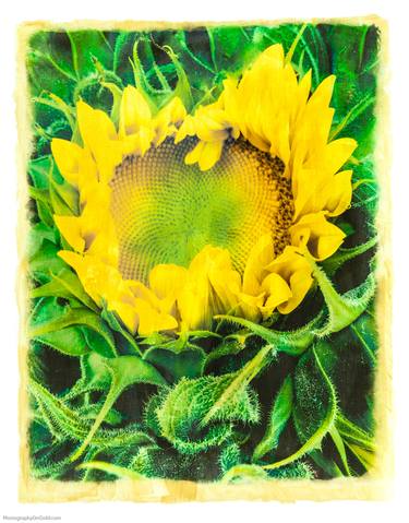 Sunflower 358 - Limited Edition 2 of 75 thumb