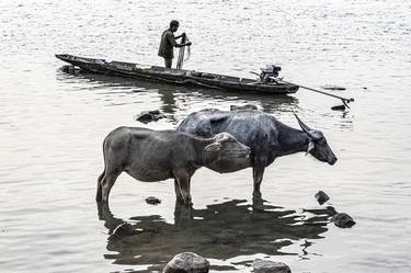 Mekong Water Buffaloes thumb