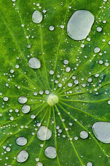 “Lotus Leaf Droplets” thumb