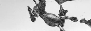 Original Fine Art Animal Drawings by Tibor Lazar