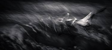 Original Abstract Expressionism Animal Photography by Jan du Toit