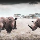 Troika - Limited Edition of 10 by Jan du Toit
