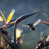 Sun Bird - Limited Edition of 10 by Jan du Toit