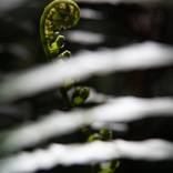 New Life - Limited Edition of 15 by Jan du Toit