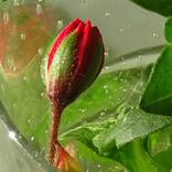 Botanical by Eva Wardi