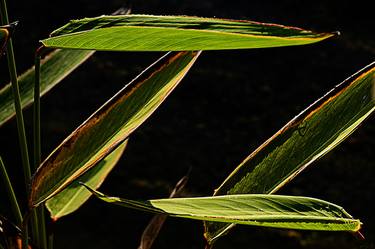 Green leaves thumb