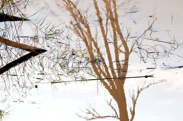 Print of Abstract Tree Photography by Haggai Ben-Yehuda