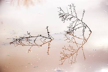 Print of Abstract Fish Photography by Haggai Ben-Yehuda