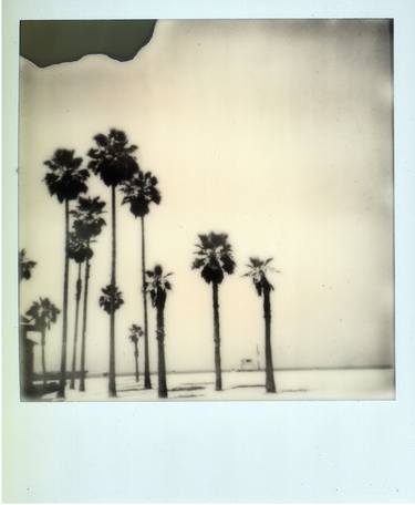 Venice Beach Palm trees Sold thumb