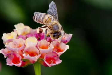 The Bee, The Flower thumb