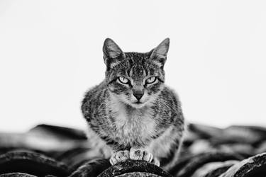 Print of Fine Art Cats Photography by Leonardo Camacho