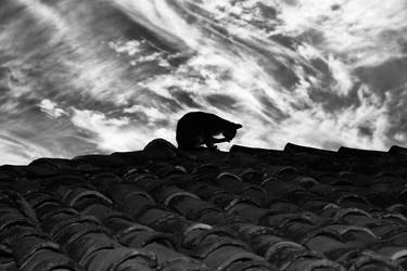 Print of Cats Photography by Leonardo Camacho