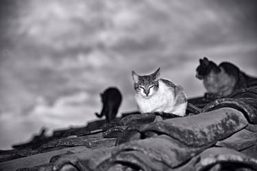 Print of Fine Art Cats Photography by Leonardo Camacho