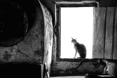 Print of Fine Art Cats Photography by Leonardo Camacho