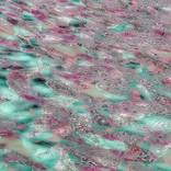FluidArt 3 by Anthony Marshall