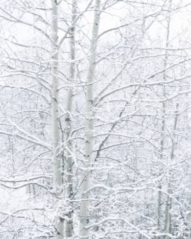 Snowy Aspens in Colorado Rocky Mountains thumb