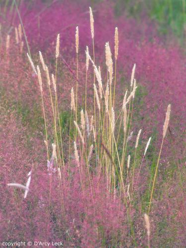 Flowering Weeds In A Field thumb