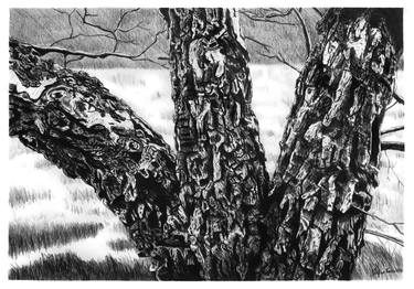 Print of Nature Drawings by Stefan Fierros