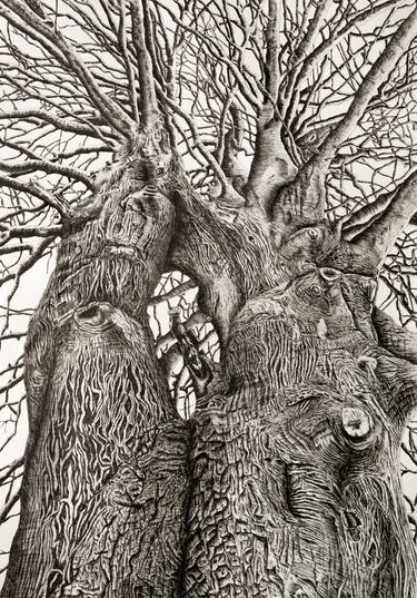 Print of Tree Drawings by Stefan Fierros