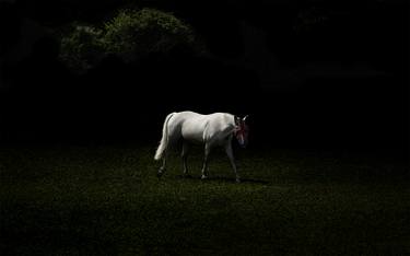 Original Fine Art Animal Photography by Julian Hicks