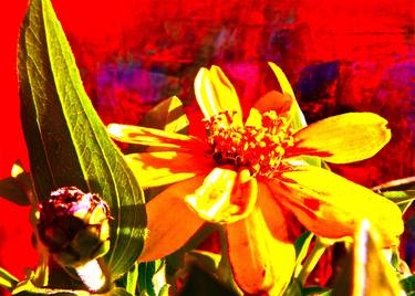 Print of Abstract Floral Photography by Melita Johnston