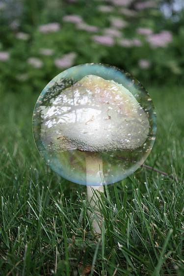 mushroom bubble  thumb