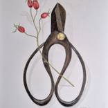 Rosehips and rusty scissors by Gerdi Moeller-Jansen