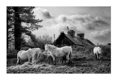 Original Horse Photography by John Barrett