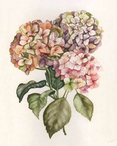 Hydrangea in watercolor thumb