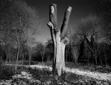 Original Documentary Tree Photography by Clive Frost