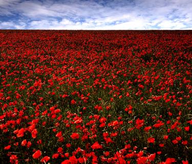 Field of Poppies LIMITED EDITION PRINT 2 of 8 thumb