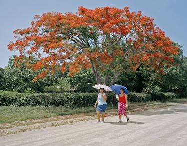 Original Documentary Tree Photography by Clive Frost