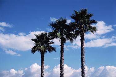 Original Documentary Tree Photography by Clive Frost