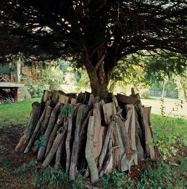 Original Documentary Tree Photography by Clive Frost