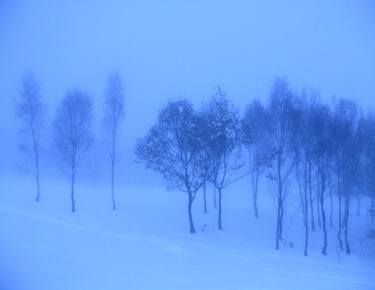 Original Documentary Tree Photography by Clive Frost