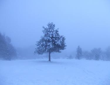 Original Documentary Tree Photography by Clive Frost