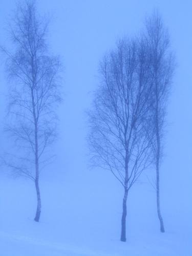 Original Documentary Tree Photography by Clive Frost