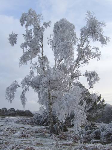 Original Tree Photography by Clive Frost