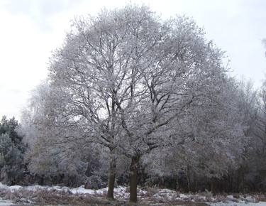 Original Documentary Tree Photography by Clive Frost